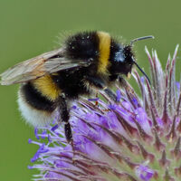 Pollination
