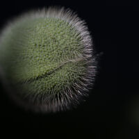 Poppy--Mike Helft--3