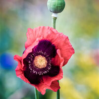 Poppy - Simon Brown