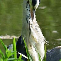 Preening Heron--Anthony Mason--1