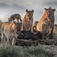 Pride Kill - John Whitby