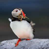Puffin with Sticklebacks - Clive Bew