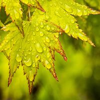 Rain on acer David Walters (Commended)