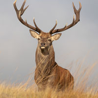 Red Deer - Peter Shale