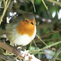 Robin--Frank Lock--3.jpg