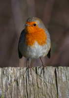 Robin in the Park