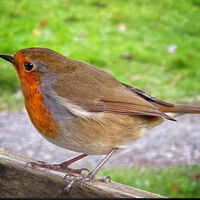 Robin