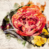 Rose - Watercolour Conversion