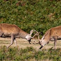 Rutting - Robb Doyle
