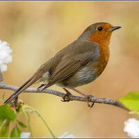 Spring Robin - Wint Lees (1st Place)