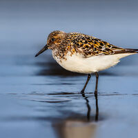 Sanderling - Clive Bew