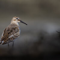 Scottish North Coast Knot - Clive Bew