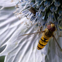 Sharing the Flower - Matt Tilford