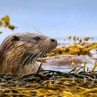 Skye Otter - Clive Bew