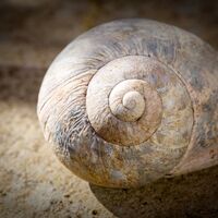 Spiral Chris Mount