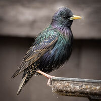 Starling--Peter Shale--2