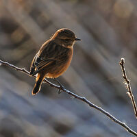 Stonechat - Dennis Singleton