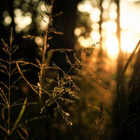 Sunset Forest--Grace Kikrby--2