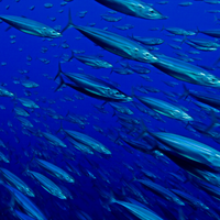 Swim Past on The Brothers Reef