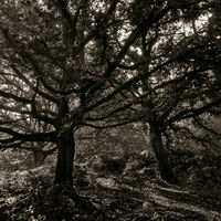 Swithland Wood - Simon Brown