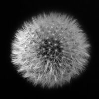 Taraxacum - Alison Blasdale