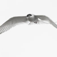 Tern Attack - Allan Metcalfe