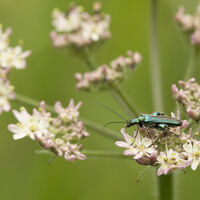 Thick Legged Flower Beetle--Keith Bowser--1