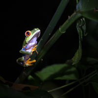 Tree Frog - Mike Dawes