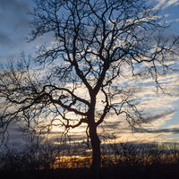 Tree at Sunset