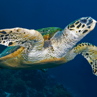 Turtle in the Red Sea