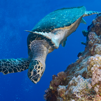 Turtle on Jackfish Alley