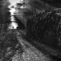 Walking the Dog - Pete Swanson