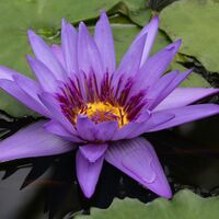 Waterlily Susan Giblett (Commended)