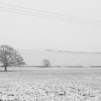 White Tree