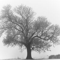 Winter Tree - Richard Hilsden
