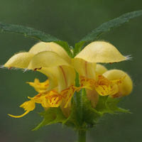 Yellow Archangel - Pete Swanson