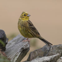Yellowhammer - Peter Shale