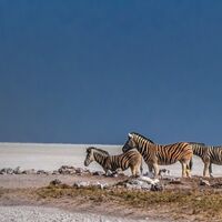 Zebra Crossing