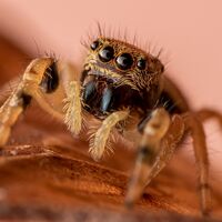 portrait of a jumping spider--mark phillips--2