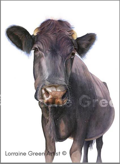 A print taken from a watercolour painting of a nosey cow