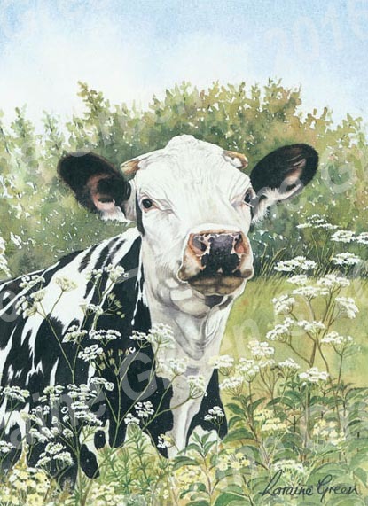 A6 Greetings card featuring a friesian cow - cow parsley friesian
