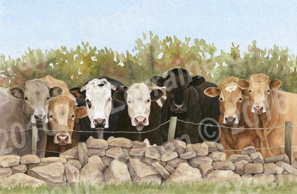 print taken from a watercolour painting of 7 cows looking over a fence