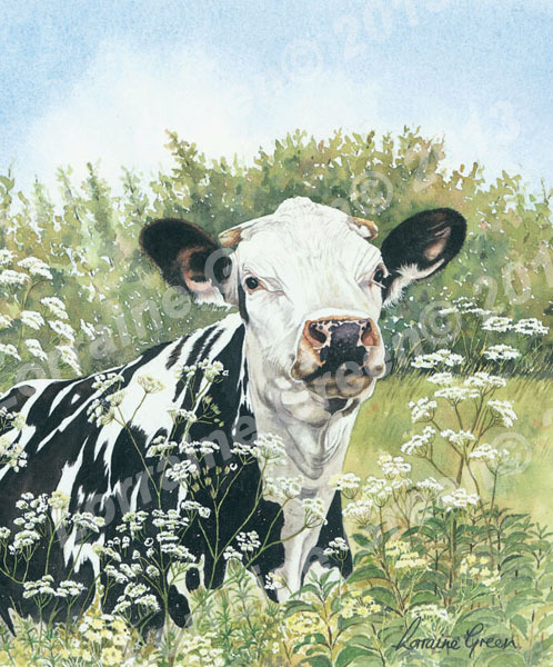 Print taken from a watercolour painting of a Friesian cow