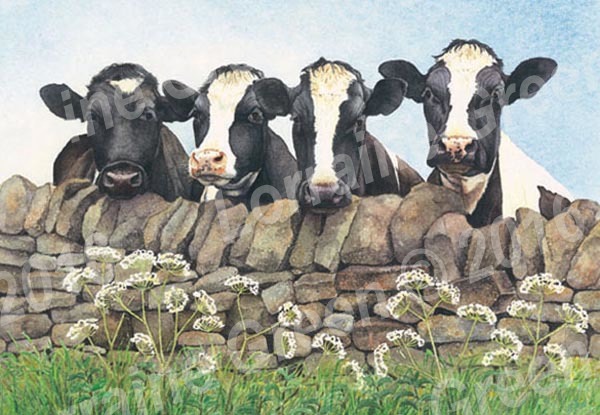A6 Greetings card featuring 4 friesians looking over a wall