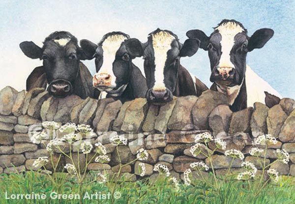 A6 Greetings card featuring 4 friesians looking over a wall