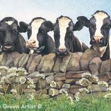 LG10 Friesians A6 Greetings card featuring 4 friesians looking over a wall