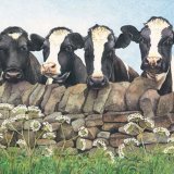 Friesians Greetings Card A6 Greetings card featuring 4 friesians looking over a wall