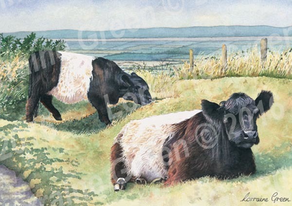 A6 Greetings card featuring 2 Belted Galloway cows