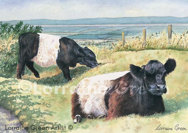 A6 Greetings card featuring 2 Belted Galloway cows