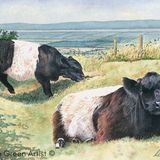 LG11 Belted Galloways A6 Greetings card featuring 2 Belted Galloway cows